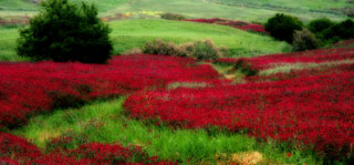 Natura - Paesaggio